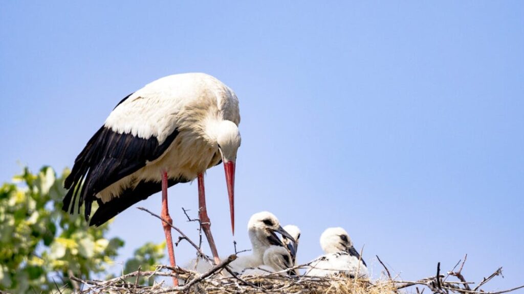 Bocian kolorowanki gratis w PDF do druku