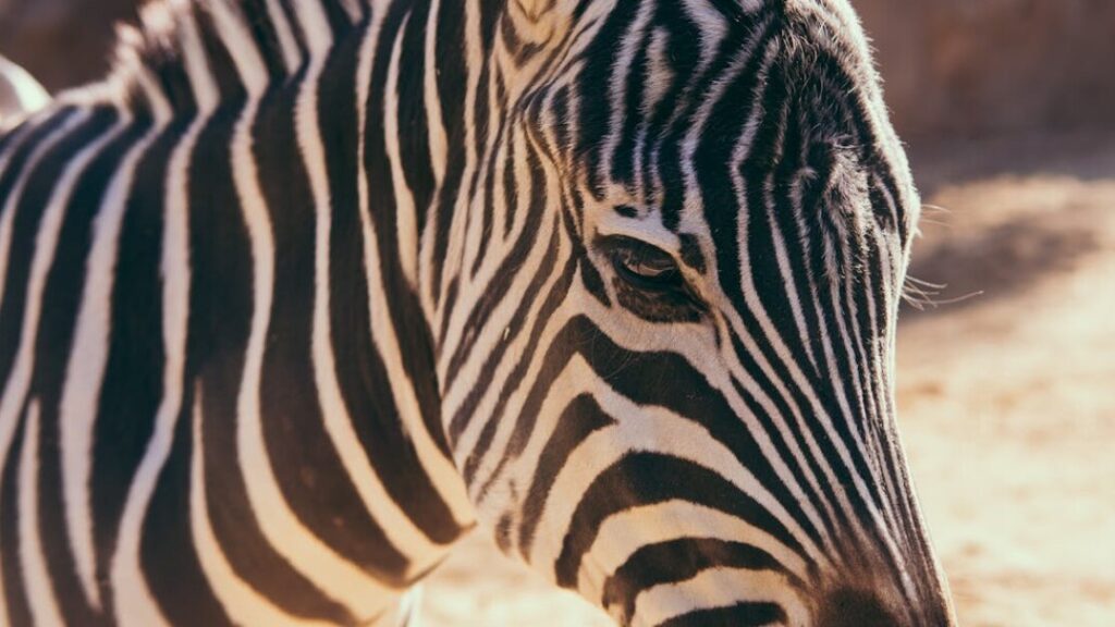 Kolorowanki zoo gratis w PDF do druku