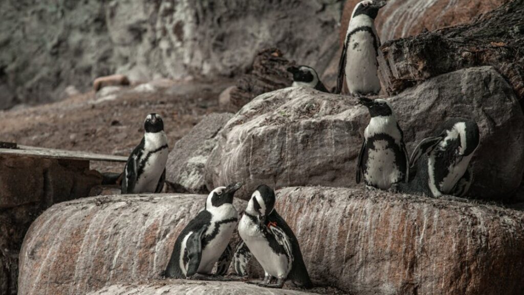 Pingwiny kolorowanki gratis w PDF do druku