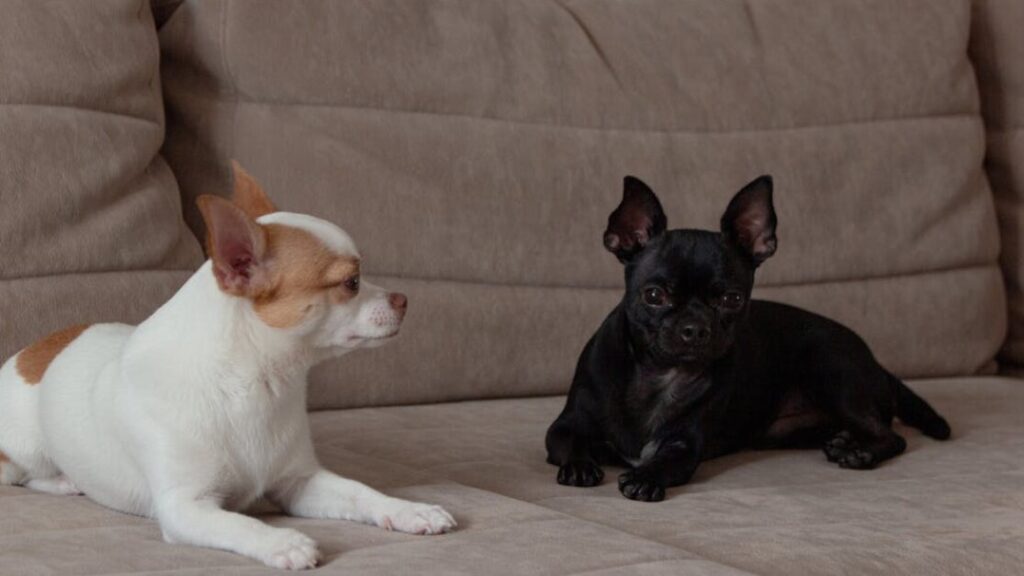 Kolorowanki chihuahua gratis w PDF do druku