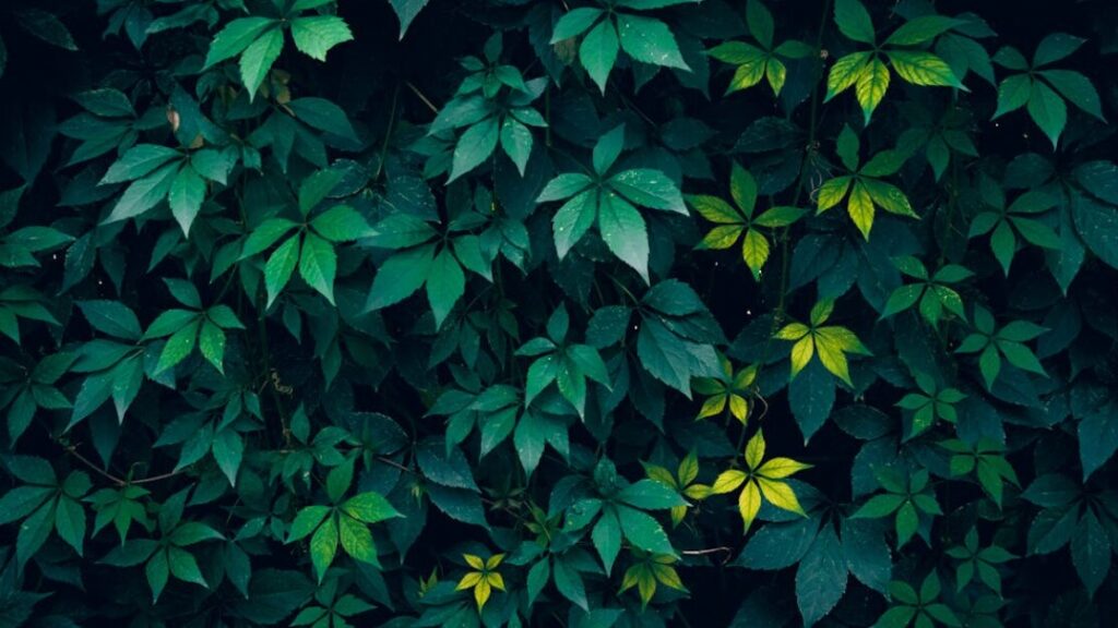 Kolorowanki creeper gratis w PDF do druku