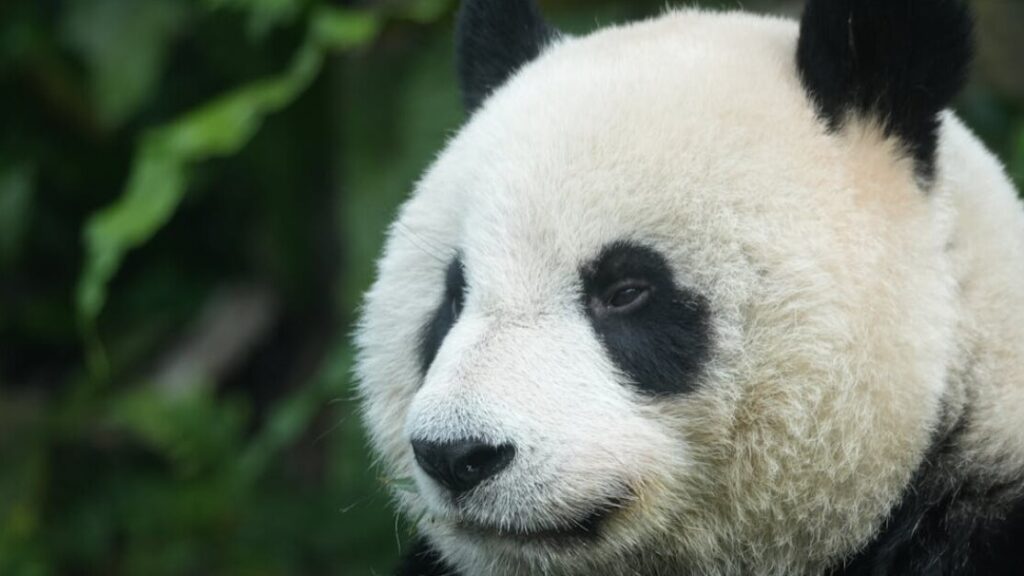 Kolorowanki panda do druku gratis w PDF do druku