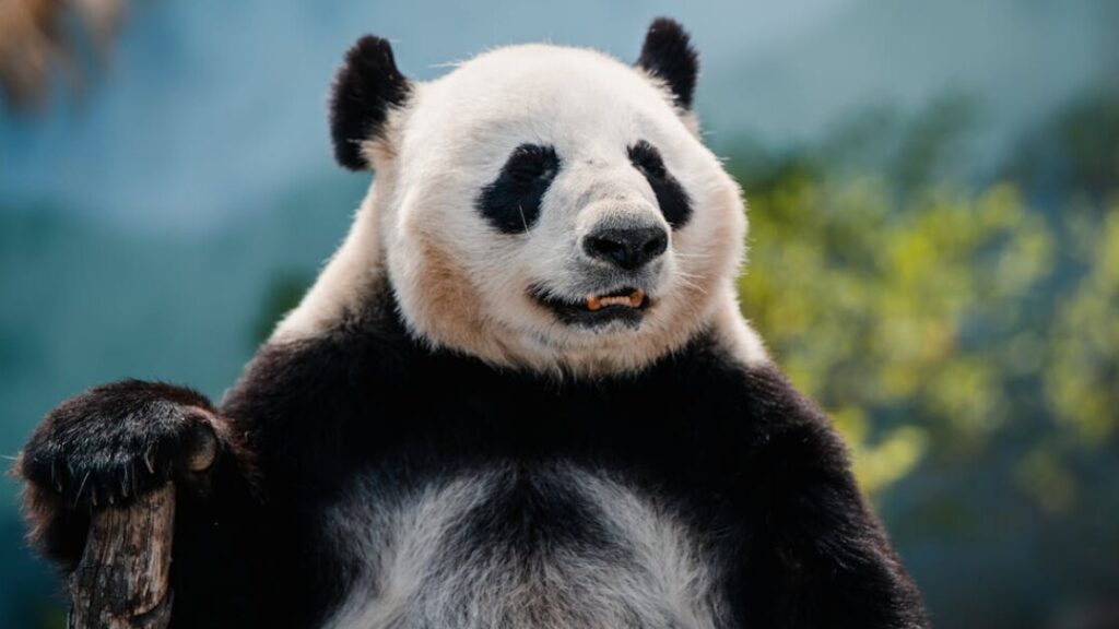 Kolorowanki Kung Fu Panda gratis w PDF do druku