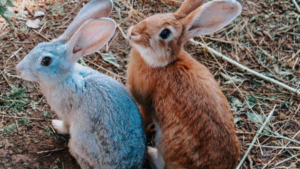 Kolorowanki Piotruś Królik gratis w PDF do druku