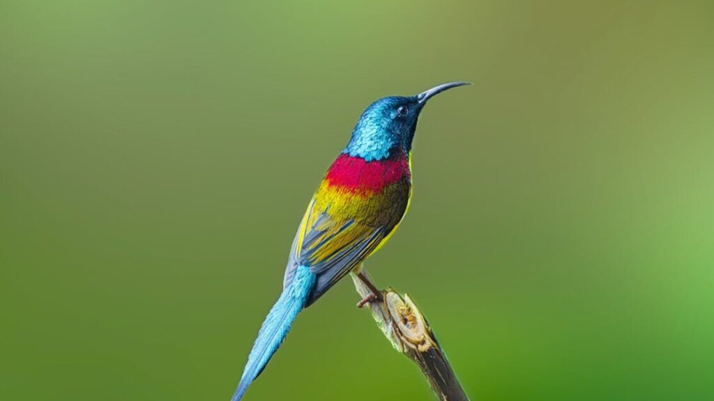 Kolorowanki ptaki gratis w PDF do druku