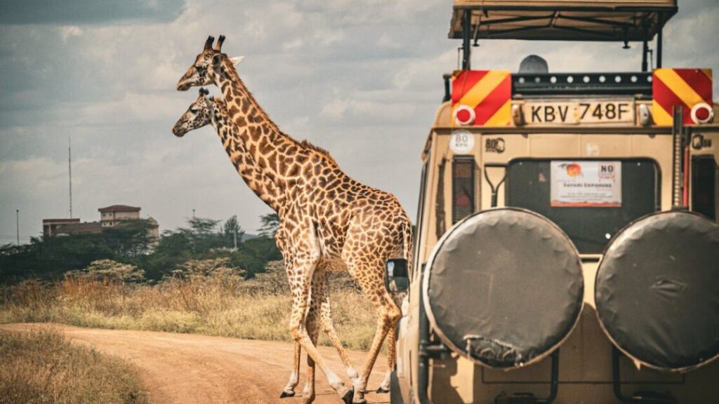 Kolorowanki safari gratis w PDF do druku