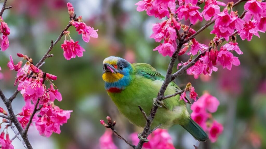 Kolorowanki ptaków wiosennych gratis w PDF do druku