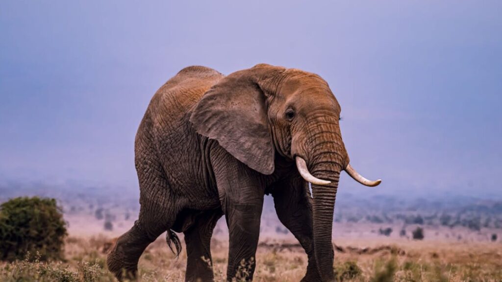 Zwierzęta Afryki kolorowanki gratis w PDF do druku