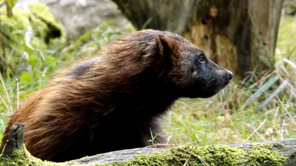 Kolorowanki Wolverine gratis w PDF do druku