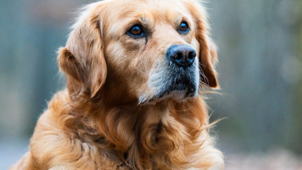Kolorowanki golden retriever gratis w PDF do druku
